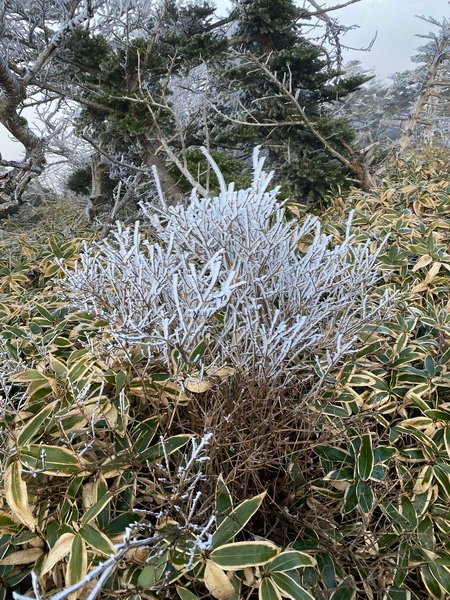 20241122 韓國最高峰漢拏山，觀音寺上，城板岳下