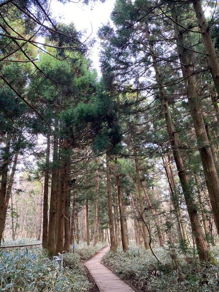 20241122 韓國最高峰漢拏山，觀音寺上，城板岳下