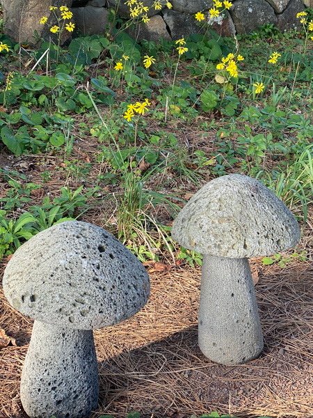 20241123 偶來小路7號、獨立巖、鳥島新緣橋觀夕陽