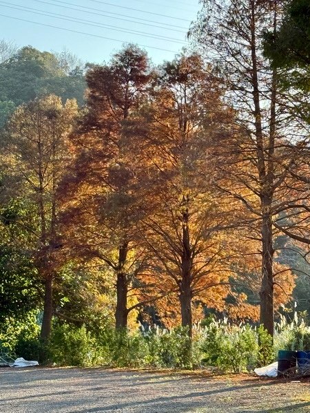 20250104 九芎湖觀賞落羽松、峨眉湖環走十二寮步道