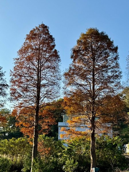 20250104 九芎湖觀賞落羽松、峨眉湖環走十二寮步道