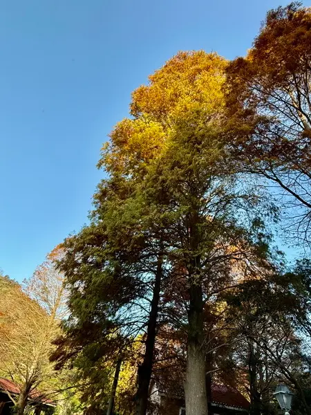 20250104 九芎湖觀賞落羽松、峨眉湖環走十二寮步道