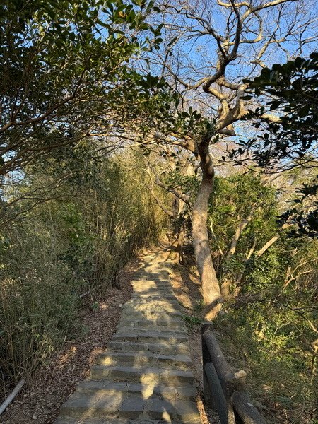 20250104 九芎湖觀賞落羽松、峨眉湖環走十二寮步道