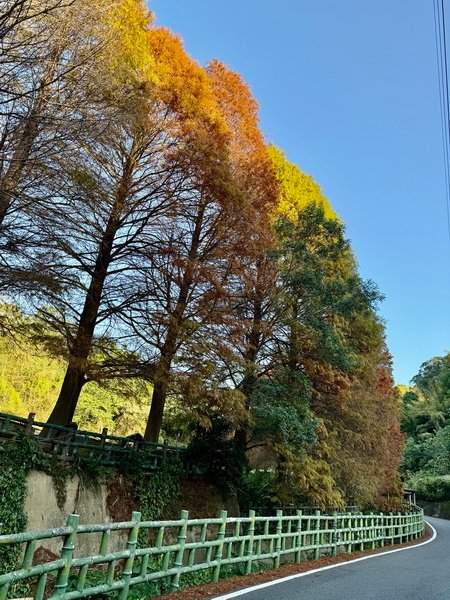 20250104 九芎湖觀賞落羽松、峨眉湖環走十二寮步道