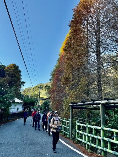 20250104 九芎湖觀賞落羽松、峨眉湖環走十二寮步道