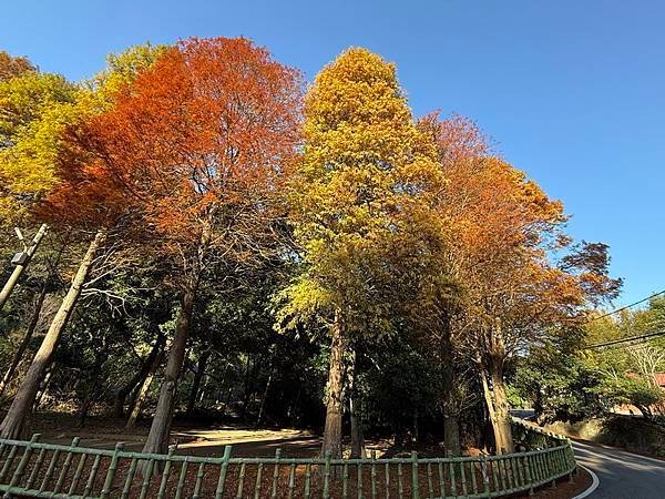 20250104 九芎湖觀賞落羽松、峨眉湖環走十二寮步道