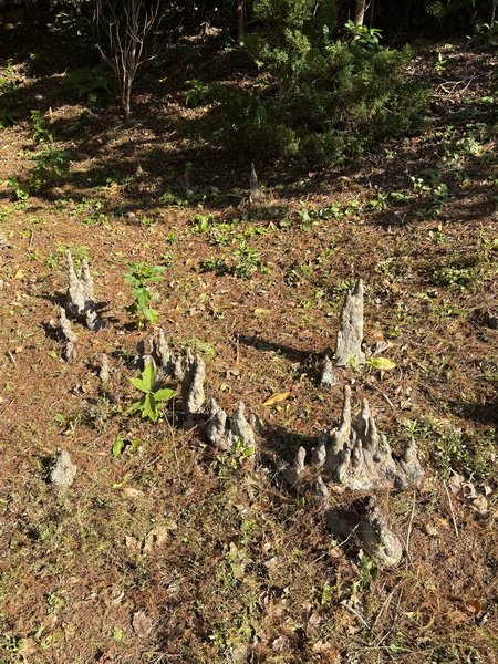 20250104 九芎湖觀賞落羽松、峨眉湖環走十二寮步道