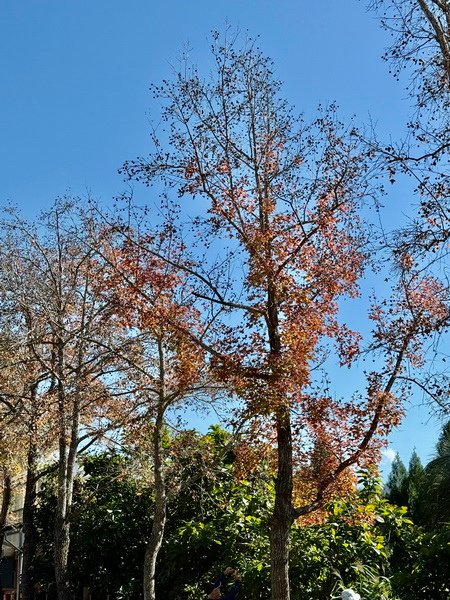 20250104 九芎湖觀賞落羽松、峨眉湖環走十二寮步道