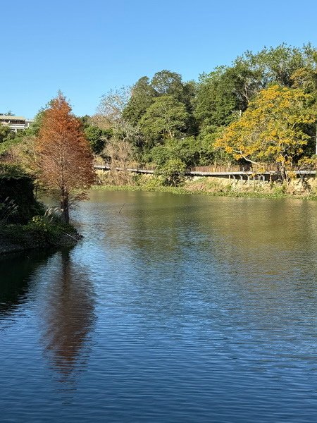 20250104 九芎湖觀賞落羽松、峨眉湖環走十二寮步道