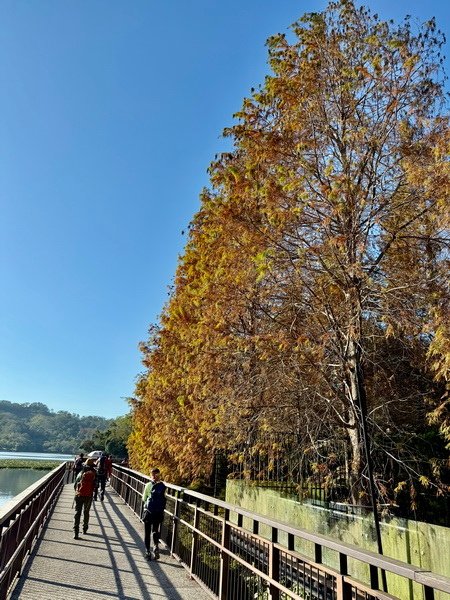 20250104 九芎湖觀賞落羽松、峨眉湖環走十二寮步道