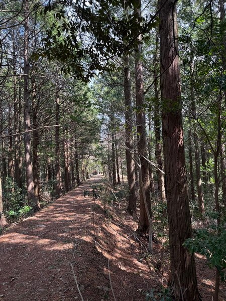 20250317 熊野古道中邊路D2，清姬－瀧尻－近露