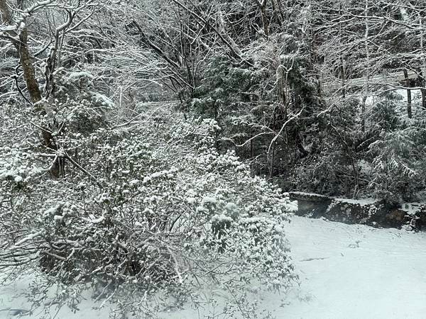 20250319 熊野古道中邊路D4，繼櫻－熊野本宮（遇大雪