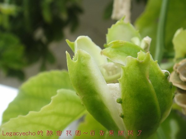 03DSC08715.jpg
