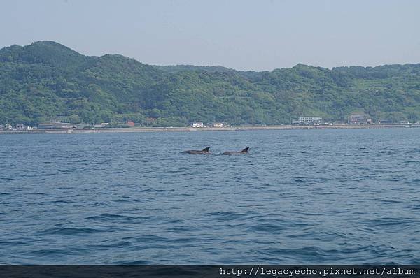 天草海豚遊09.jpg