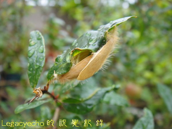 DSC09820.jpg