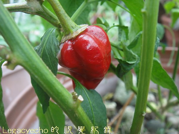 DSC08894.jpg