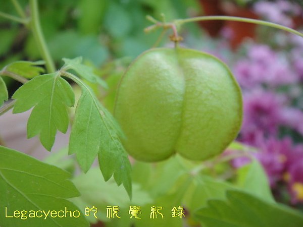 05DSC09496.jpg