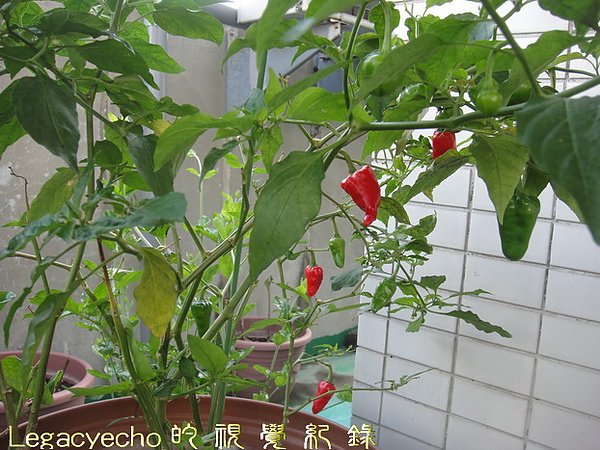 DSC09149.jpg