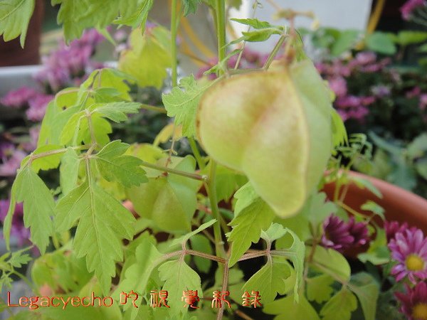 08DSC09455.jpg