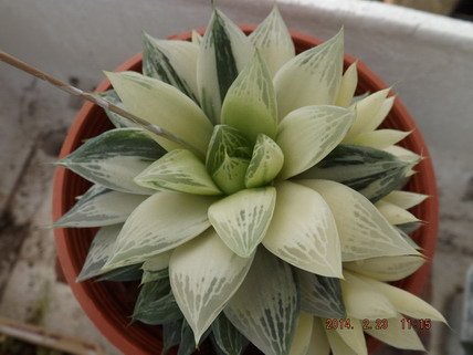 寶草錦