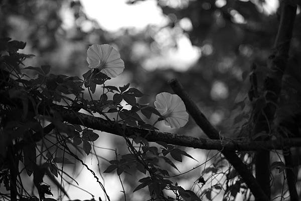 LEICA Apo Summicron-M 50mm f%2F2 ASPH %26; M-Monochrom Typ 246 高雄鳥松濕地記錄