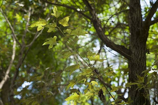 銘匠光學 TTArtisan 75mm f1.25 開箱測試文照片