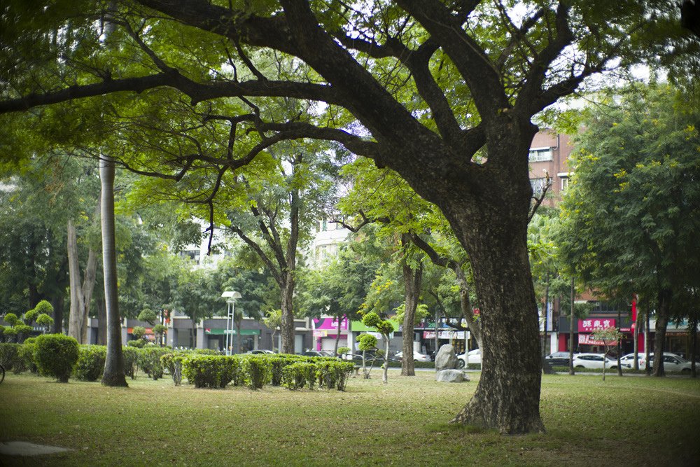 Leica Noctilux-M 50mm f1.0 轉接Leica SL2測試