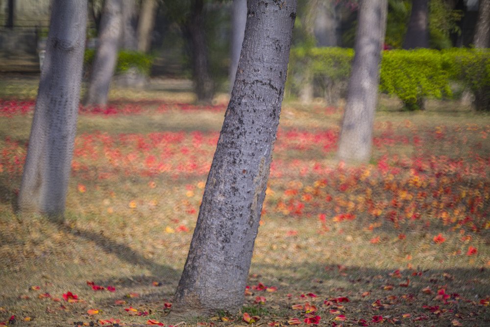 高雄衛武營都會公園木棉花