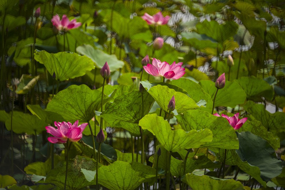 高雄蓮池潭荷花池