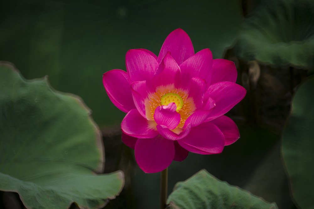 高雄蓮池潭荷花池