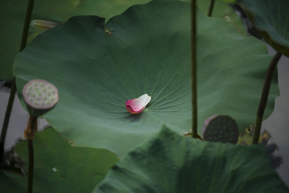 高雄蓮池潭荷花池