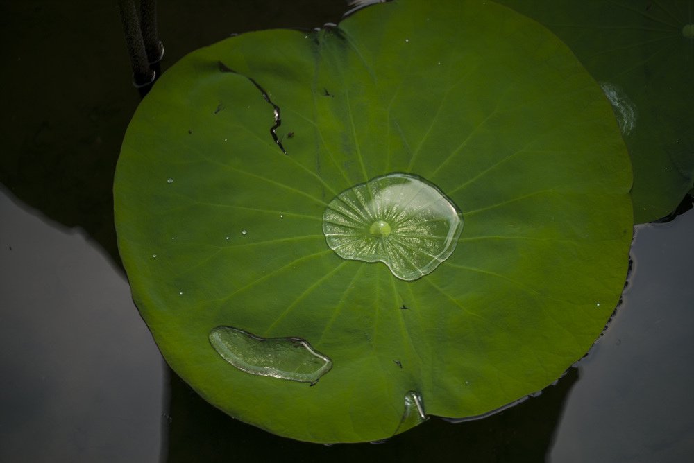 高雄蓮池潭荷花池