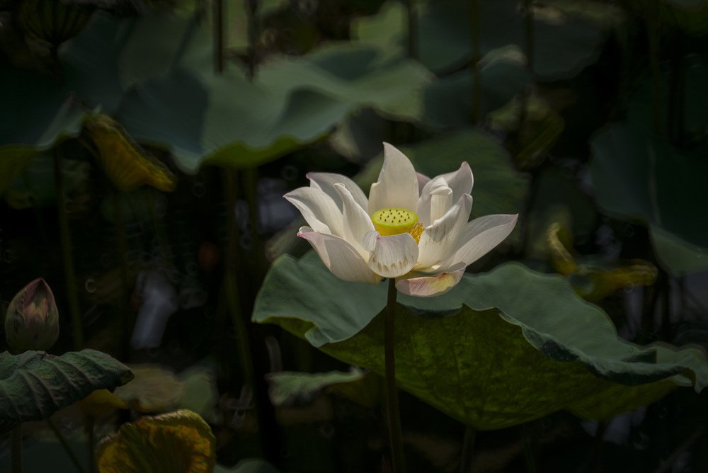 高雄蓮池潭荷花池