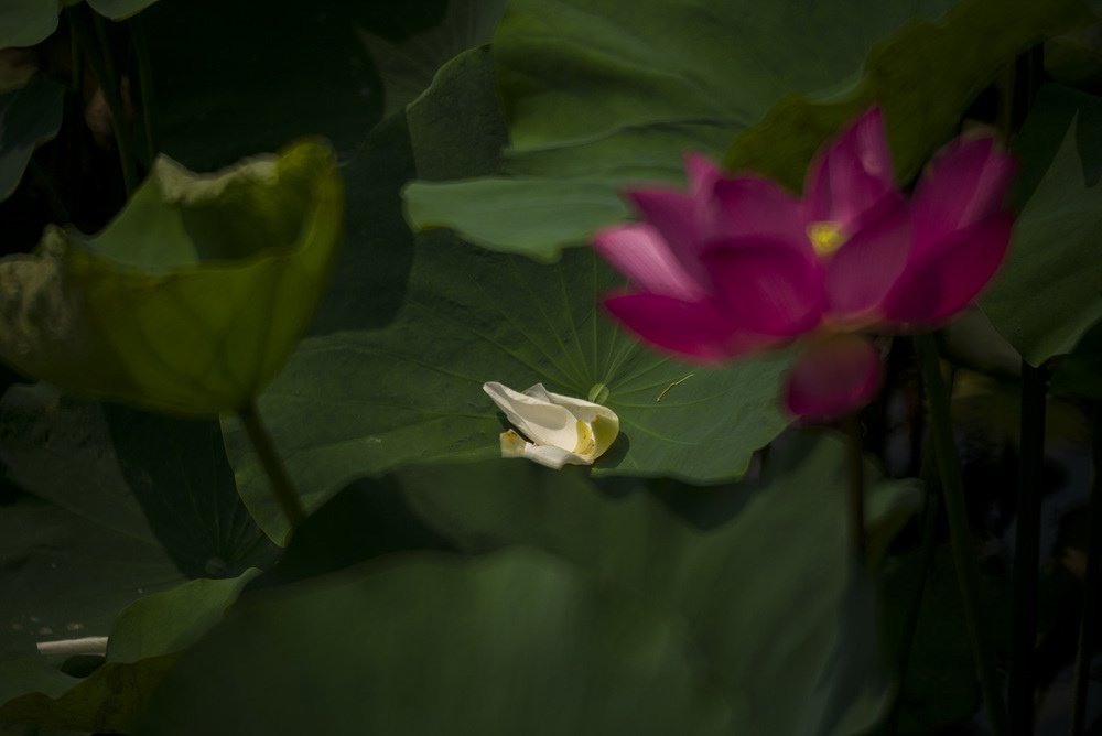 高雄蓮池潭荷花池