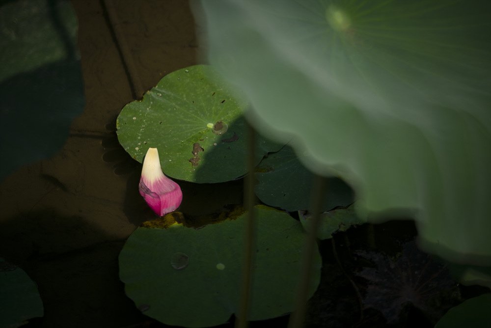 高雄蓮池潭荷花池