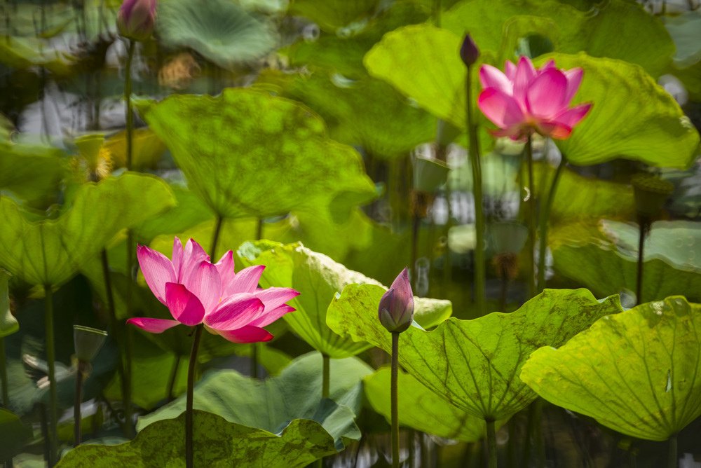 高雄蓮池潭荷花池