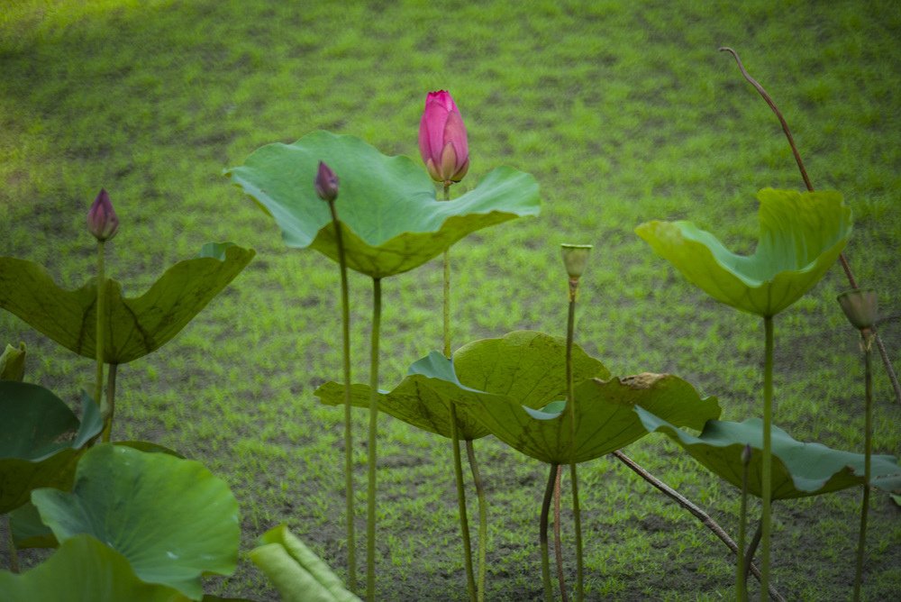 高雄蓮池潭荷花池