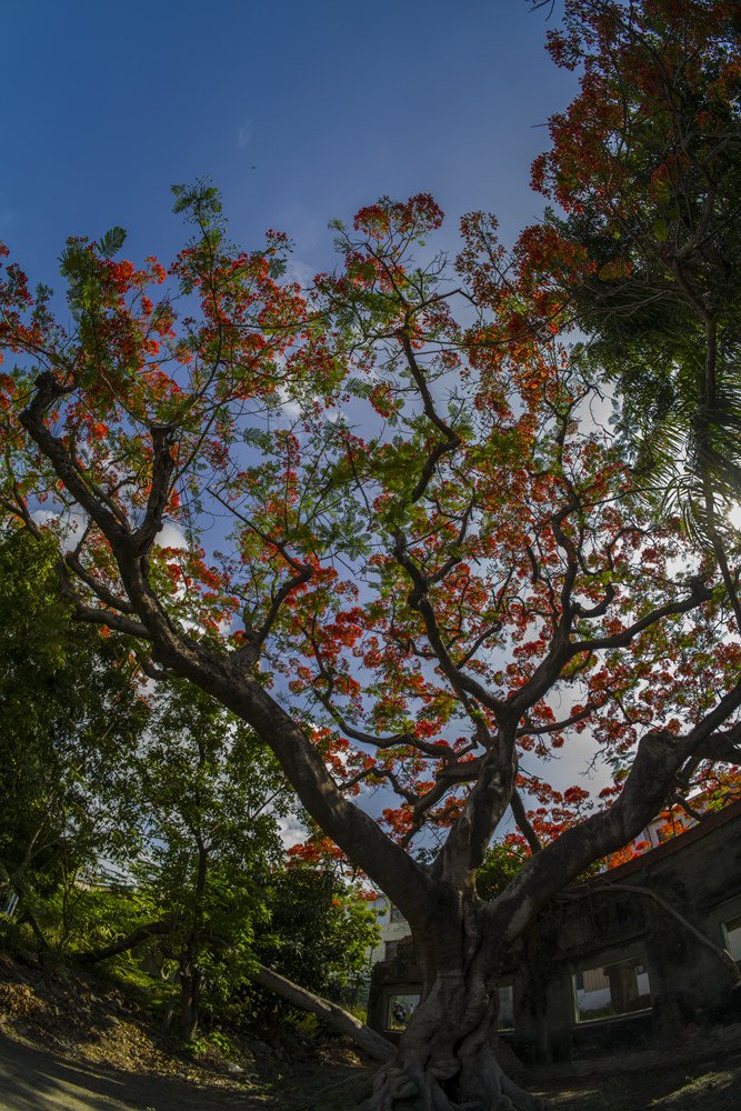 高雄湖內蕃茄會社百年鳳凰樹火紅記錄