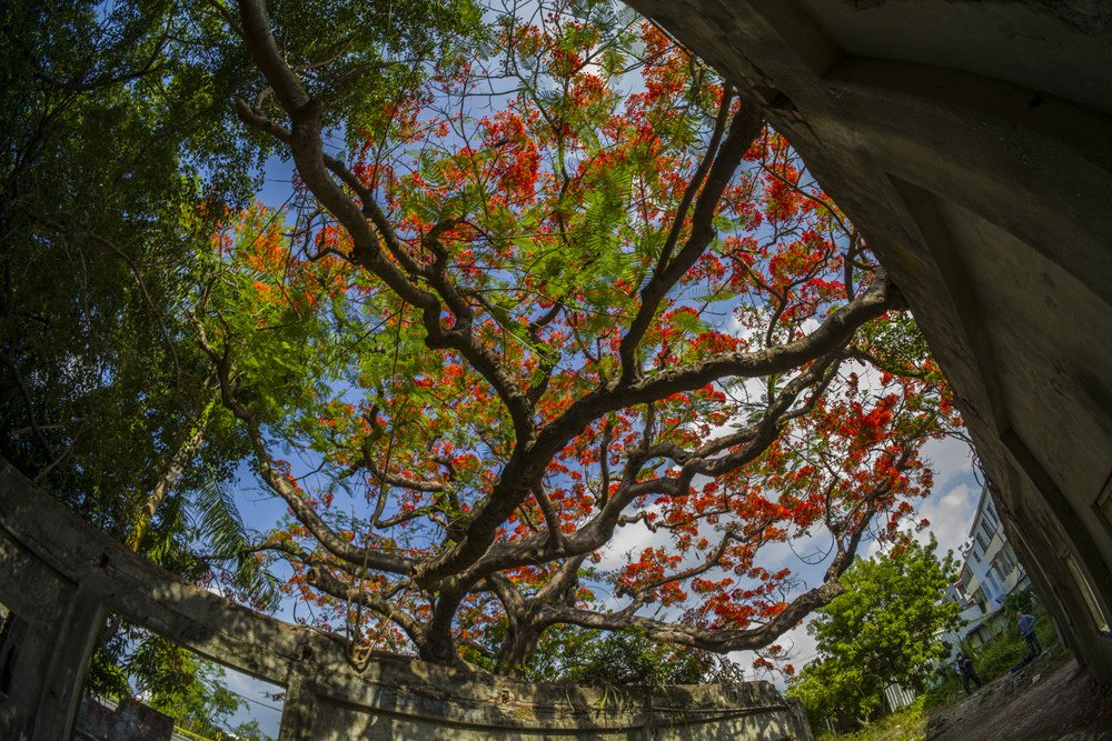 高雄湖內蕃茄會社百年鳳凰樹火紅記錄