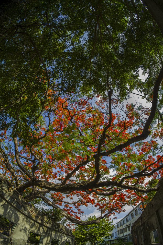 高雄湖內蕃茄會社百年鳳凰樹火紅記錄