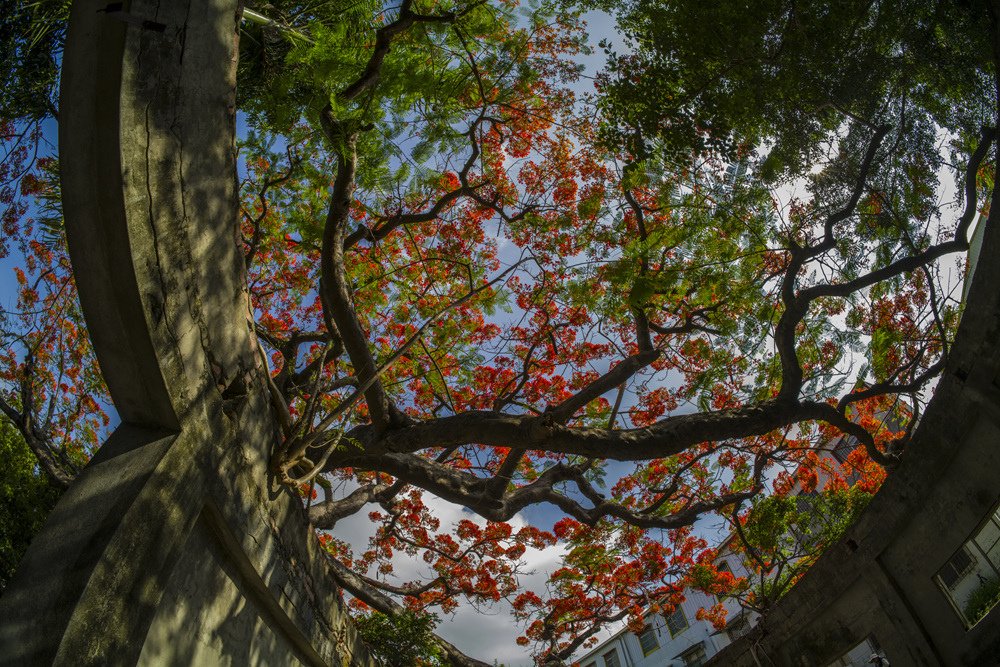 高雄湖內蕃茄會社百年鳳凰樹火紅記錄