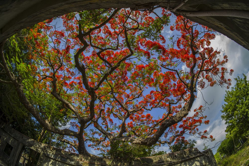 高雄湖內蕃茄會社百年鳳凰樹火紅記錄