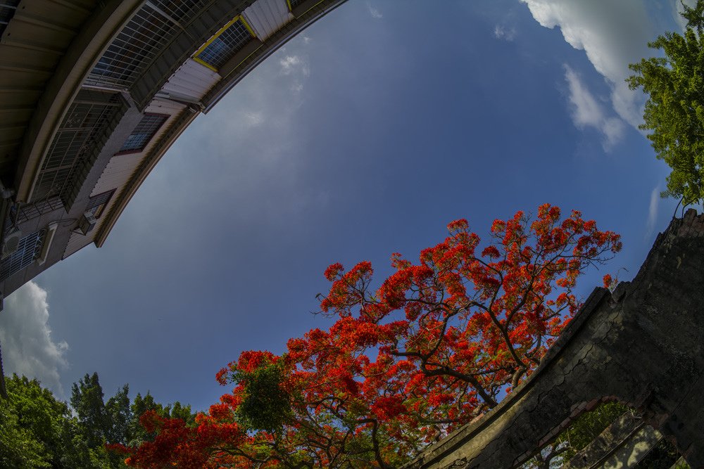 高雄湖內蕃茄會社百年鳳凰樹火紅記錄