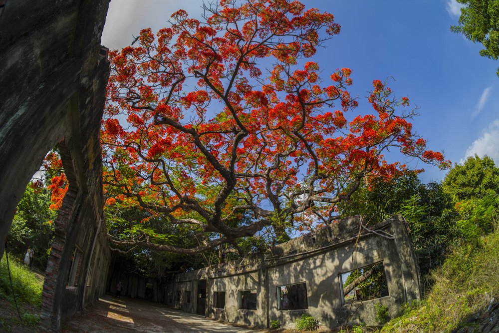 高雄湖內蕃茄會社百年鳳凰樹火紅記錄