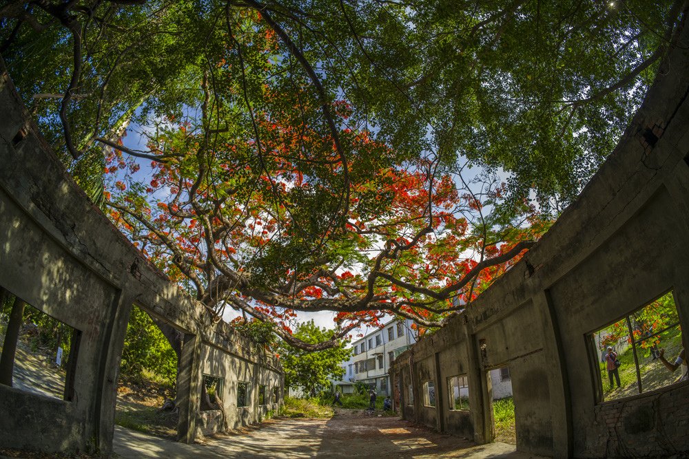 高雄湖內蕃茄會社百年鳳凰樹火紅記錄