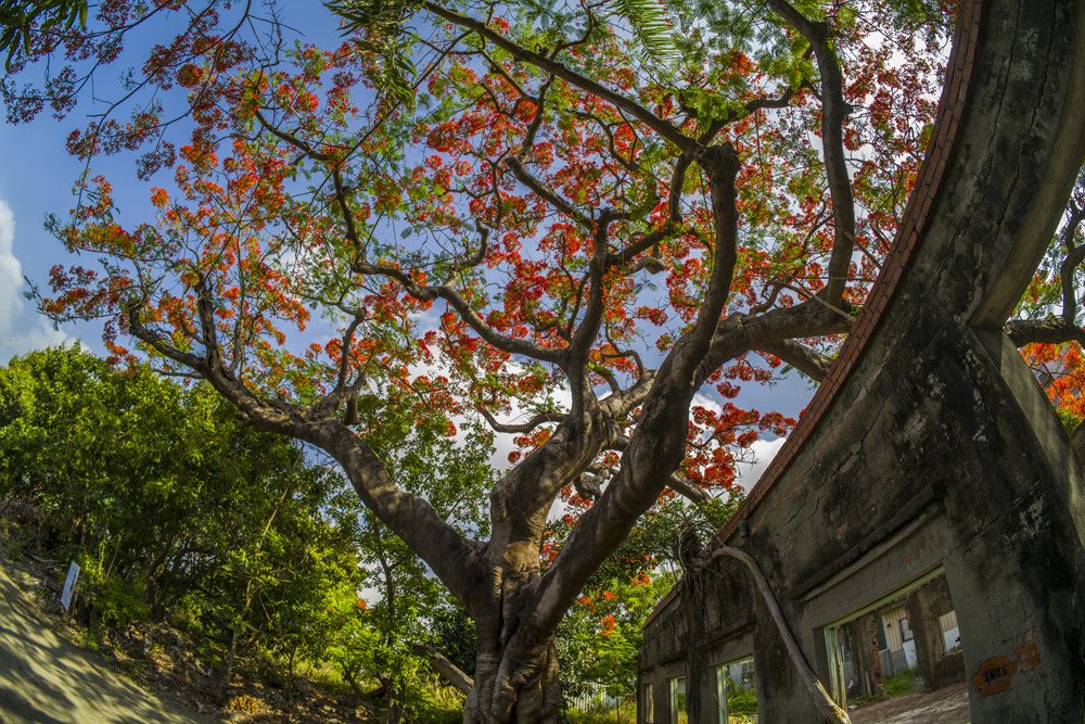 高雄湖內蕃茄會社百年鳳凰樹火紅記錄