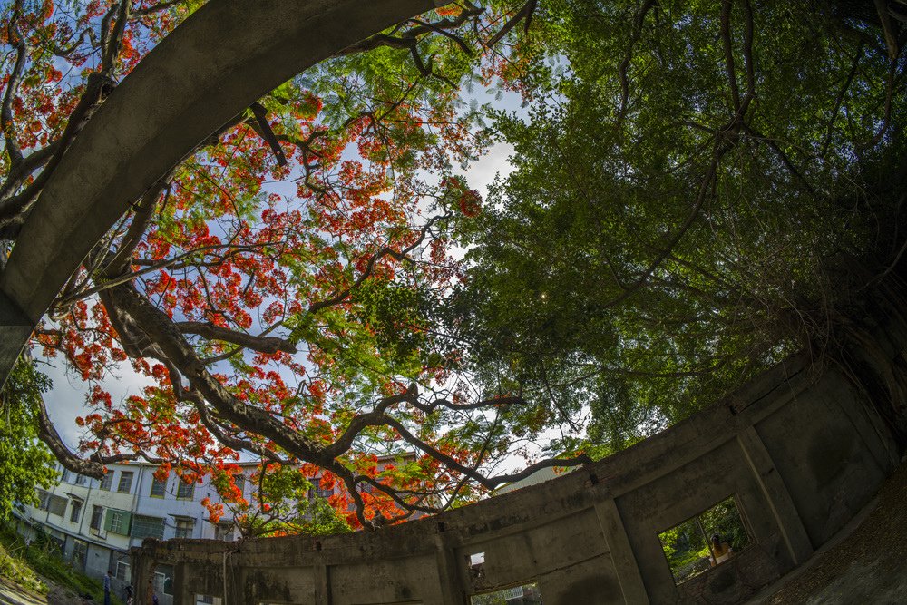 高雄湖內蕃茄會社百年鳳凰樹火紅記錄