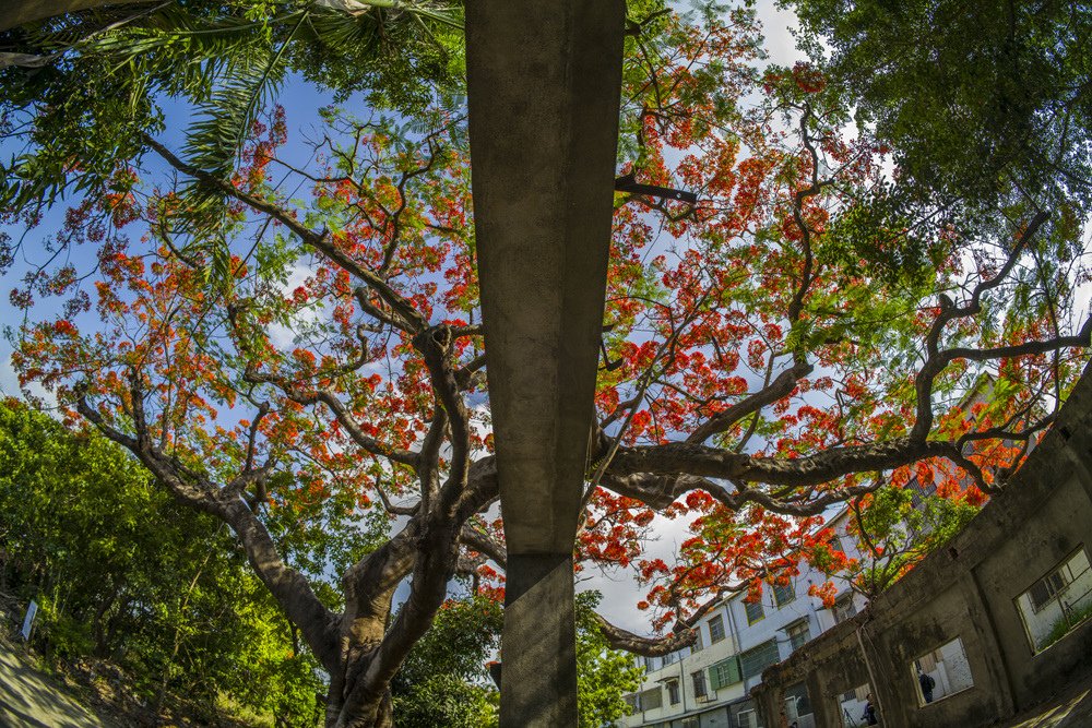 高雄湖內蕃茄會社百年鳳凰樹火紅記錄