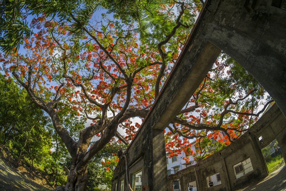 高雄湖內蕃茄會社百年鳳凰樹火紅記錄