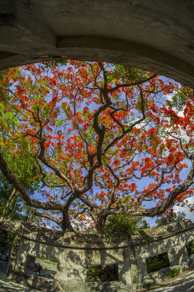 高雄湖內蕃茄會社百年鳳凰樹火紅記錄